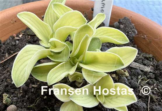 Hosta Mouse Metamorphosis